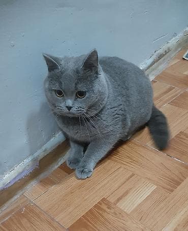 böyüməyən pişiklər: Britan — 4