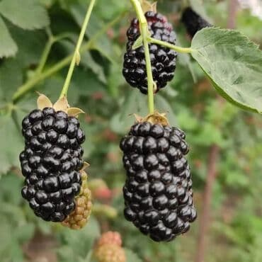 Xarci sort boytikan sortlari