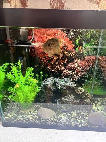 akvarium bitkileri: Dördbucaq akvarium, Balıqlarla birlikdə, 65 l, Ünvandan götürmə — 5