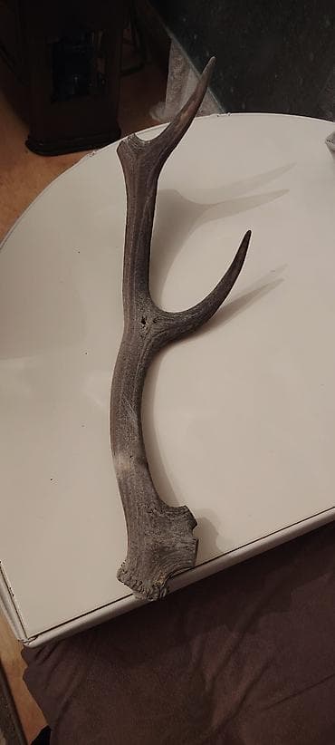 Güzgülər: Buynuzlar — 2