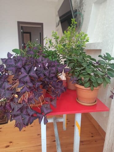 saxsi qab haqqinda: Satılır: ev otaq gülləri kolleksiyası - Sansevieriya (Qaynanadili) – — 3