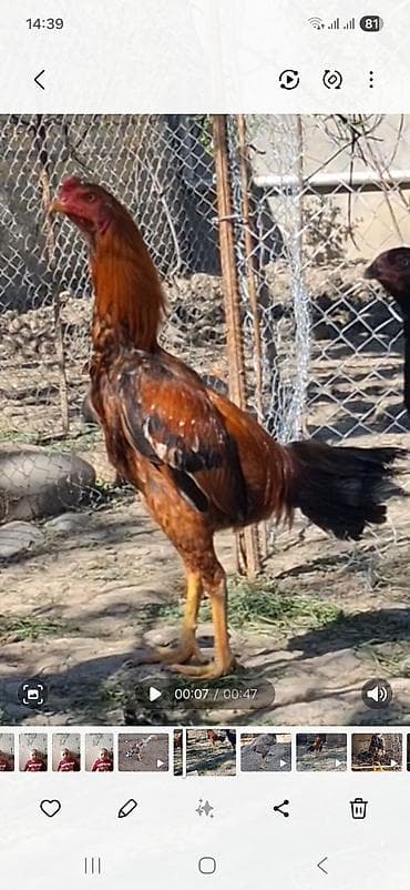 Heyratı beçə satılır təzə təzə aylır cinsinə söz ola bilməz boş bekar