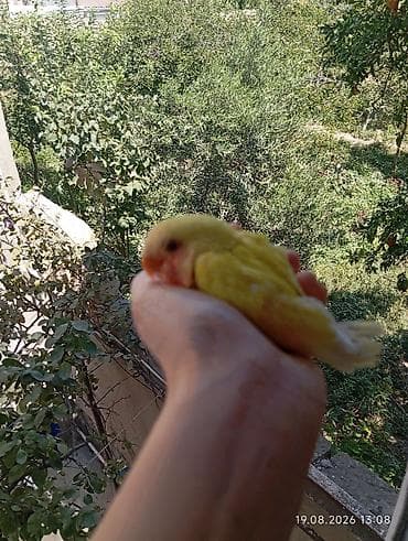 Попугаи: 🐦 Sevgi papuqayı balaları satılır 🐣 Şəkildə gördüyünüz balalar tam — 4