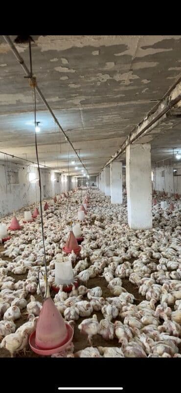 cuce satışı: Toyuq, Broyler, Ətlik — 3