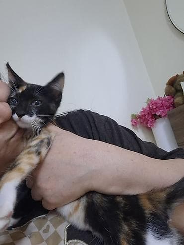 pişik balası: Erkək, Dişi, Ünvandan götürmə — 6