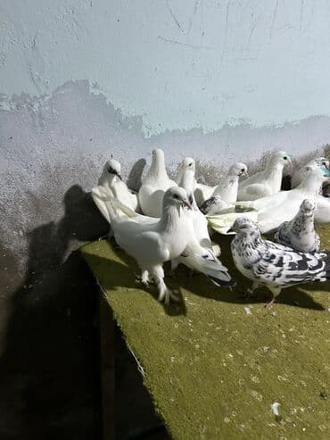 şahin quşunun qiyməti: 5 manatdan 10 manata kimi qiymet deywr — 5