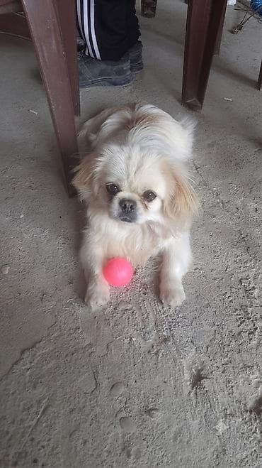 qurdbasar itleri: Pekines, Erkek — 1