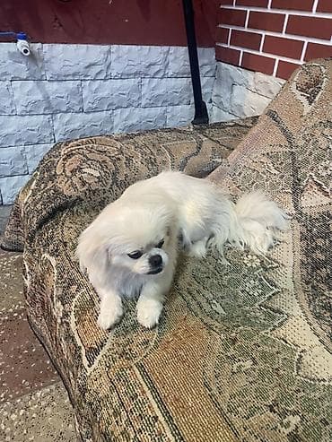 cau cau iti: Pekines, 11 ay, Dişi — 3