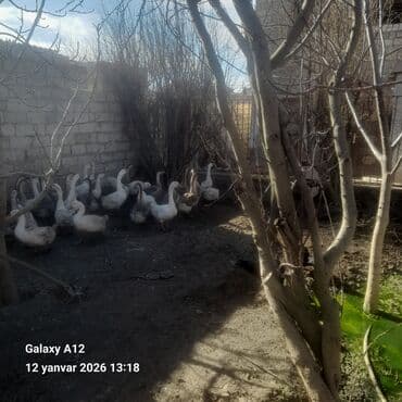 Цыплята: Qazlar satılır kilosu 20m əlaqə nomresi 0556614335 - Növ: ev qəzləri — 4