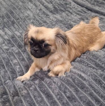 Pişiklər: 6 ay, Dişi, Peyvəndli — 1