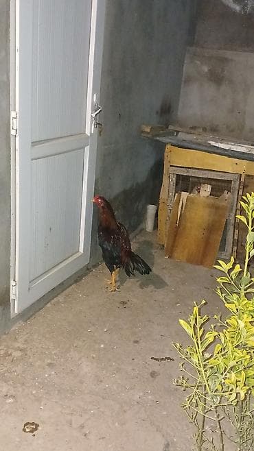 xoruz davasi: Salam 65 deyilir endirim olar 10 ayliq dir 11 e az qalibdir nomreme — 4