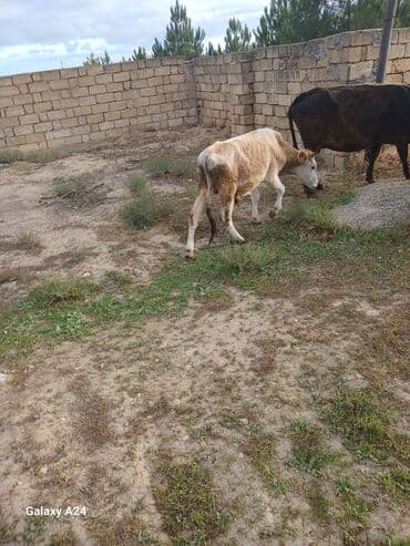 yerli cins inekler: Tecili erkek dana satilir endirim edildi — 1