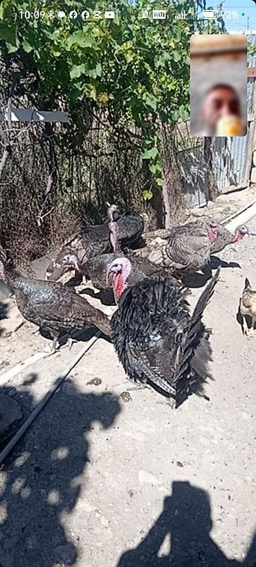 Hinduşkalar: Qazaxımsı rəngli hinduşka sürüsü - Növ: hinduşka (erkək və dişi — 1