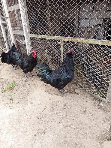 Akvariumlar: Məhsul:avstroloq damazlıq xoruzlar .10 ayliq əlaqə nomre 070 253 14 11 — 9