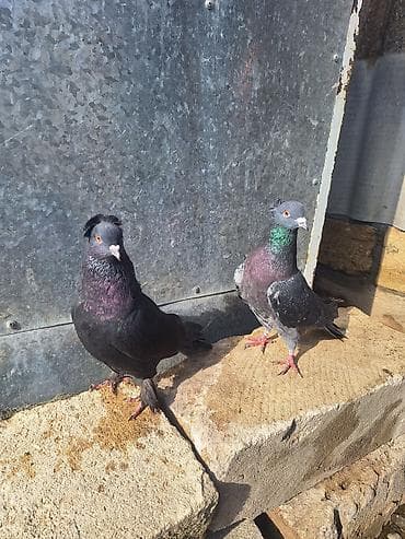 geref qus: Güyərçin Hazır Çüt Bala Verən Çütlərdi Çilok Erkəydi Qara Kəkilli — 3