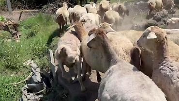 qoyun mal: Dişi, il: 1, Pulsuz çatdırılma — 10