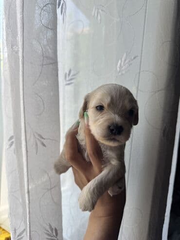 pudeler: Pudel, 1 ay, Erkek, Ünvandan götürmə — 4