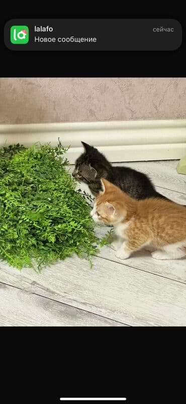 золотистый ретривер цена бишкек: Котенок, 2 месяца, любит играть, чистый послушный — 4