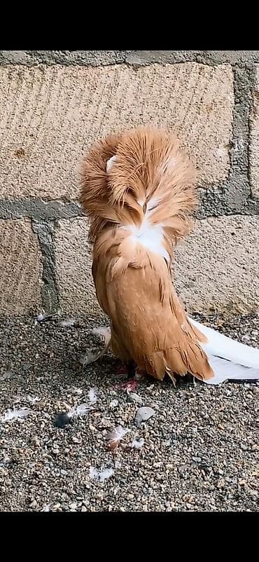 cins toyuqlarin satisi: Ağ və ağ-qara naxışlı fancy göyərçinlər (cütlük və fərdlər). - Növ — 10