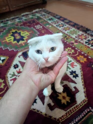 сколько стоит вислоухий кот: Шотландская — 1