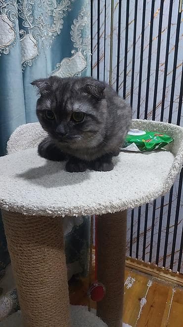 pişik satisi 2019: Şotland yastı qulaq, Erkək, Yaxşı əllərə, Ünvandan götürmə — 2