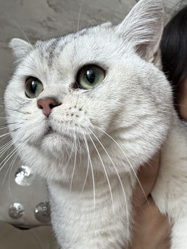 отдам в добрые руки щенка баку 2019: Британская, Самец — 2