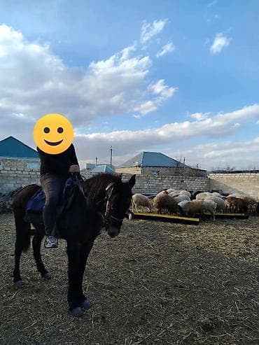 K/t heyvanları üçün mallar: Sakit maydan di 30 35 yorqasi var bogazdi — 2