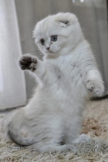 scottish fold: Şotland yastı qulaq — 10