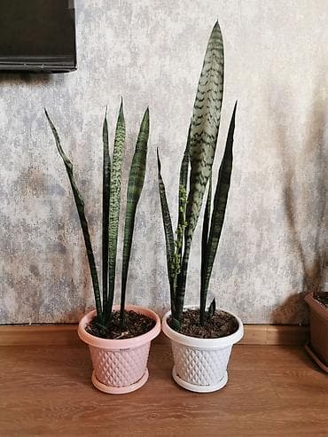 ev gulleri sekilleri: Sansevieria - bol oksigen verir, otağın havasını təmizləyir. Uşaq — 1