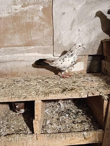 Tutulma quşdu quş göz qabaqinda sağlam quşdu tuley kesiy tutmusam