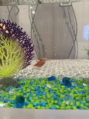 akvarium yumru: Akvaryum dəsti Akvaryum satılır.Daşlar,bəzəklər,balıq yemi və 3ədəd — 3