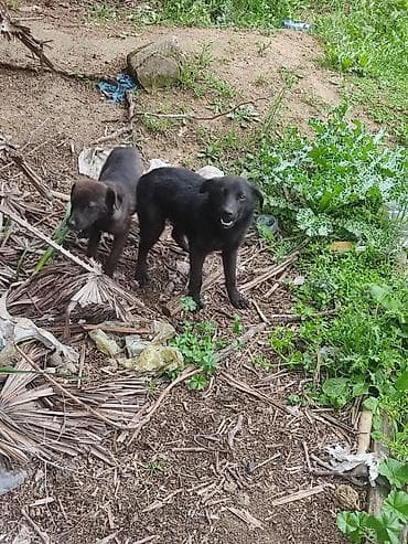 qaz heyvan: 6 ay — 10