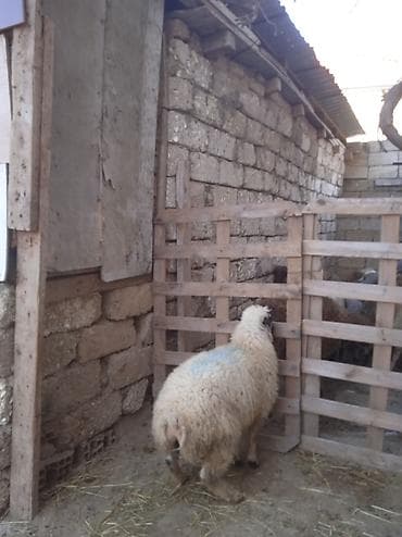 qoyun sortlari: Qurbanlığa yarayan Erkey quzu 240 manatdi — 3