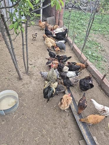 Qarışıq cinsli toyuqlar sürüsü yumurtalayan toyuqlar 15manat