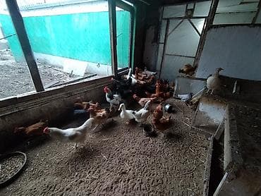 bala it satışı: Toyuq, Damazlıq — 5