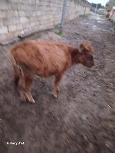 собака в дар: Disi dana satilir cox ucuz qiymete tecili tecili — 2