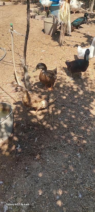 satdig quslar: Ördəklər – dekorativ və yumurta istiqamətli Təsvir: - Çeşidli rəng — 9