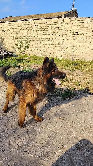 Alman çoban iti, 10 ay, Erkek, Peyvəndli, Ünvandan götürmə