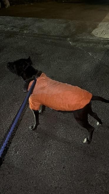 cütlə: Pitbul, 2 il, Erkək, Cütləşmə üçün, Ünvandan götürmə — 1