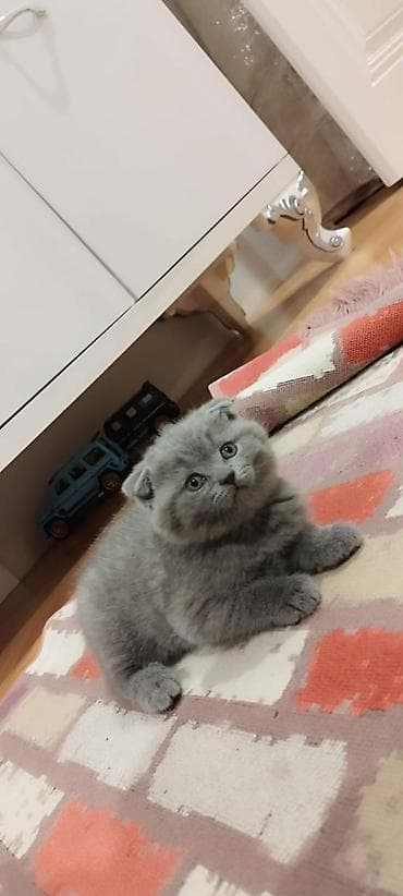 Şotland yastı qulaq