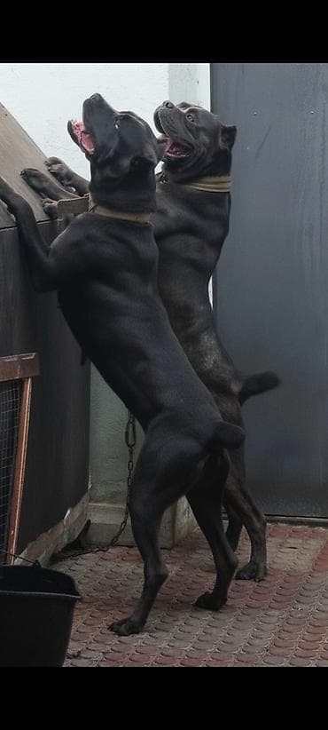 afcarka itləri: Kane-Korso, 1 ay, Dişi, Peyvəndli — 6