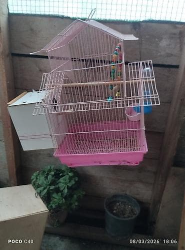 Quşlar: Dairəvi formada, qırmızı rəngli asma quş qəfəsi. Qəfəsin yuxarı — 2