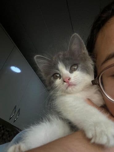 возьму котенка бесплатно: В добрые руки — 3