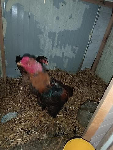 qoyun surusu satilir: Məhsul: Cücələr və xoruz (uzunboy, sərt bədən quruluşlu, oyun/Asiyalı — 3