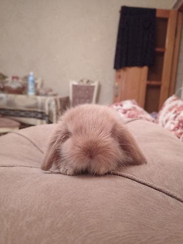 mini spic: Mini lop dovsan 1 ayliq peyvend olunub 20 Azn elave Ustunde orqanik — 2