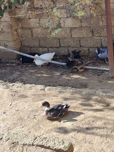 ördek qaz: Erkək, | Lal ördək, Ətlik, Ünvandan götürmə — 5