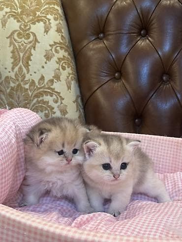 пишик: Британская, Самка — 5