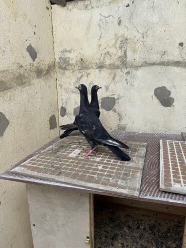 haski it adlari: Super iri drakonlar 3 hələ kəvəndi biri erkey olmalıdı 4 ü 50 manat — 1