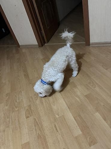 it balasi satisi: Pudel ag rengli real alicilar elaqe saxlasin 6ayliqdi — 4