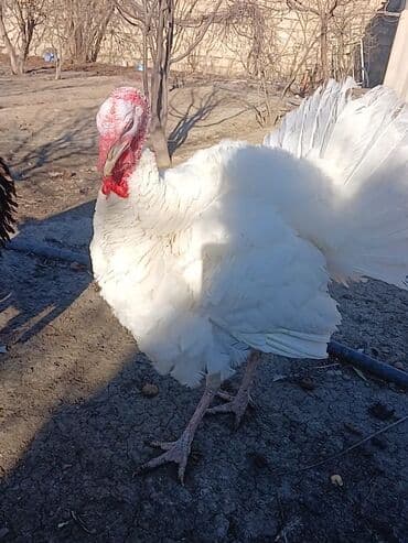 ingilis setteri it cinsinin digər adı nədi: Erkək, Damazlıq — 1